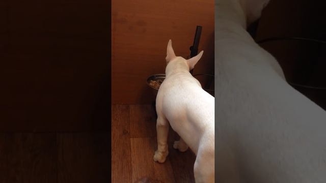 Бультерьер 3 месяца! Команды: нельзя, можно!