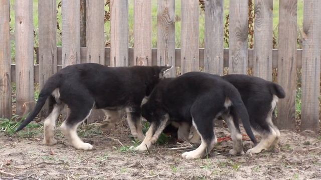 Щенки восточно-европейской овчарки , 2 мес 1 смотреть онлайн