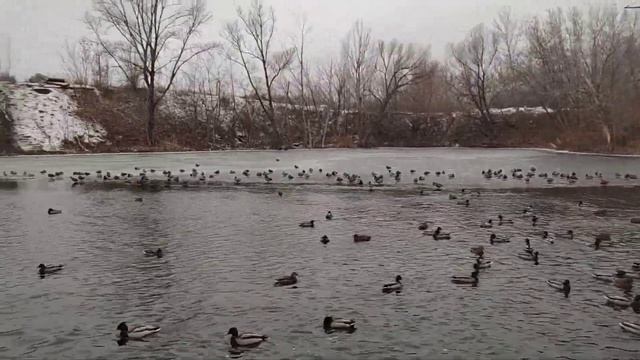 Утки на озере Леснуха (Самара). Ноябрь 2021 смотреть онлайн