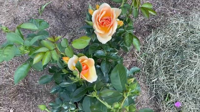 Hansestadt Rostock is a healthy floribunda with a mixture of yellow, apricot, orange colour palette смотреть онлайн