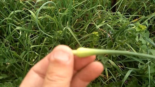 Гелиос!Виноград который плодоносит на второй год после посадки. смотреть онлайн