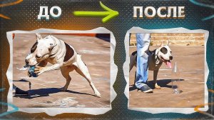 Одержимость пластиковыми бутылками (Телепроект"Искусство общения с собакой")