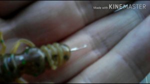 Надо Удивить Окуня Вобля Приманка Тараканинг на Разводной Поводок#рыбалка#спиннинг