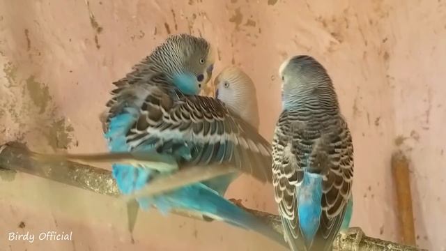 Budgies Parrots Mating | Birds Mating | Birds Love