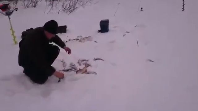 зимняя рыбалка.Бешеный клев это когда вот так)))река тусу-яха. смотреть онлайн