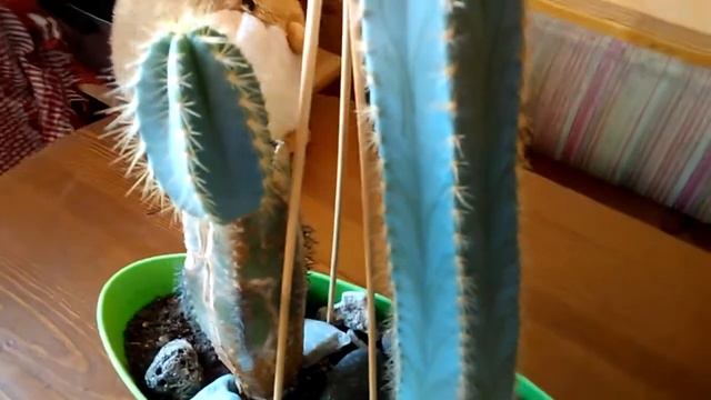 Как разрезать и укоренить кактус Часть 2 через год после пересадки смотреть онлайн