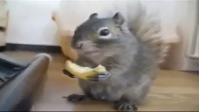 Подборка приколов с животными за март 2013compilation fails with animals)xD xD xD смотреть онлайн