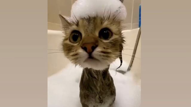 Зачем все это зачем?