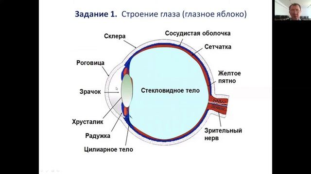 КУРМАНБАЕВ Р.Х. - к.б.н.，ассоц.профессор КГУ имени Коркыт ата смотреть онлайн