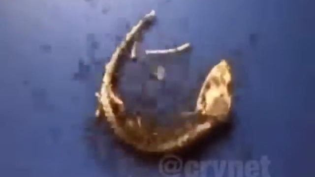 Как муравьи полностью съедают большую ящерицу ✌ смотреть онлайн