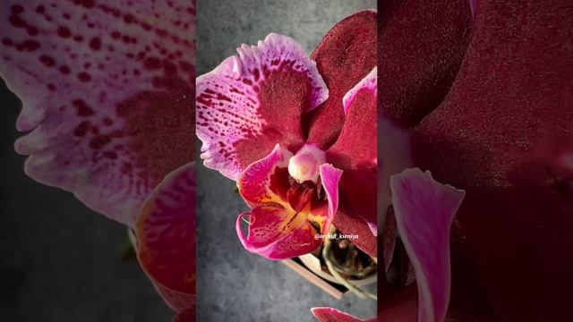 Phal. Montpellier peloric (butterfly) 🩷 Цветение ароматной голландской орхидеи бабочки Монпелье смотреть онлайн