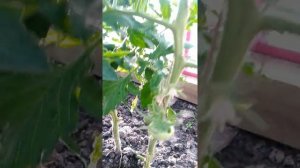 Сердце Италии. Томат