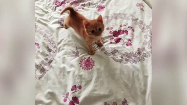 Котёнок сидел на асфальте, еле слышно мяукал и дрожал от холода. смотреть онлайн