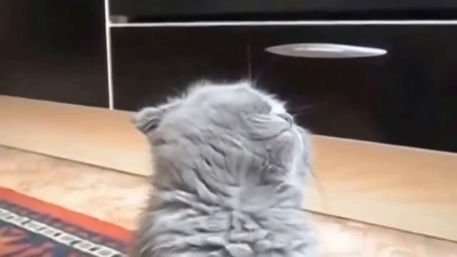 Самый няшный котик на свете! Смотрите как кот улыбается! смотреть онлайн