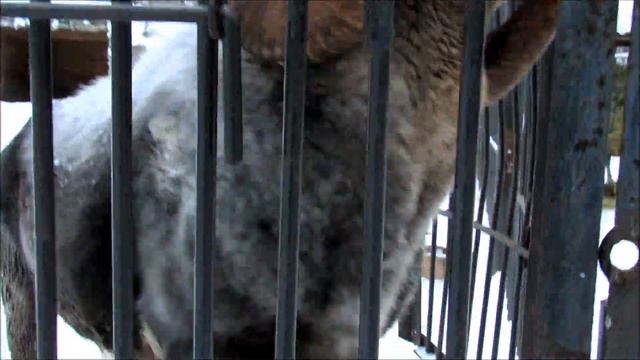 Аргали сердится , но интересуется кошкой. 23.12.19 г. смотреть онлайн