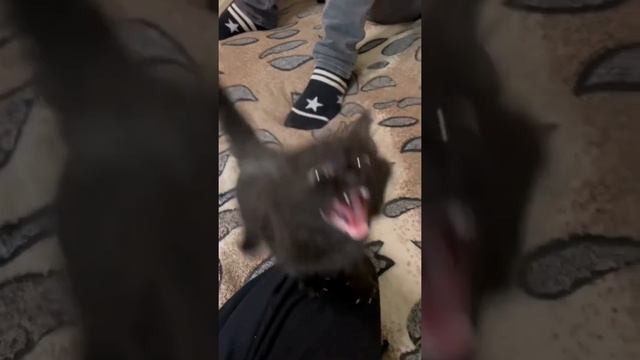 #shorts #кот #тигр #природа #реки #животные смотреть онлайн