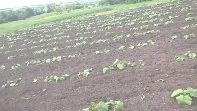 Обработка тыквы данька полька междурядка ..мотоблоком кент 12л.с смотреть онлайн