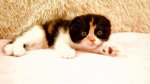 СЛИВКИ ШОУ ПОДАРИЛ МНЕ КИСУ ОТ КУКИ