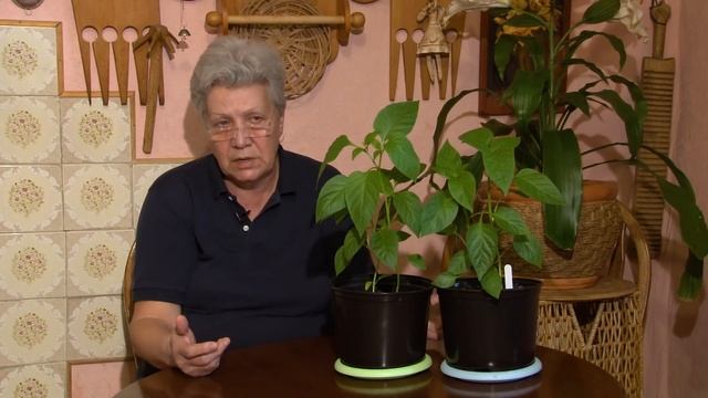 Голова садовая - АКТУАЛЬНО! Всё о рассаде перцев в апреле смотреть онлайн