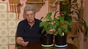 Голова садовая - АКТУАЛЬНО! Всё о рассаде перцев в апреле