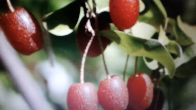 Ягода гуми - полезные свойства и противопоказания. смотреть онлайн