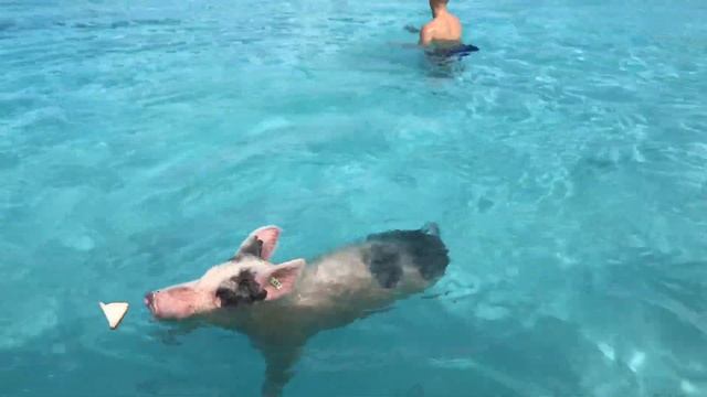 Остров свиней на Багамах - он существует! смотреть онлайн