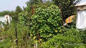 Посадка укропа и петрушки, салата в августе//Зелень на зиму