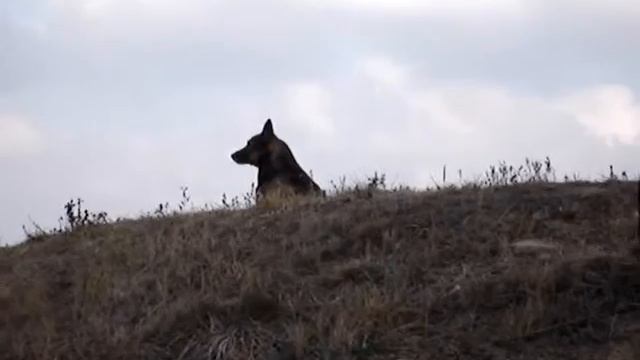 Воющая собака на холме возле Хотинской крепости смотреть онлайн