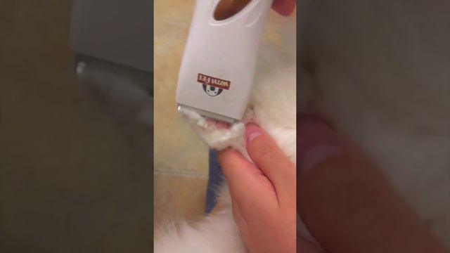 Fake Ragdoll Cat Brush Teeth Bath Drying Take Vaccine Never gets angry 布偶貓像假貓全程乖乖刷牙洗澡打疫苗 | Cat Vlog смотреть онлайн