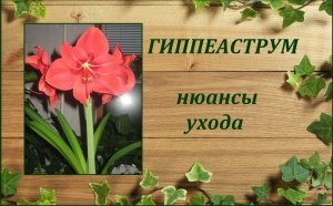 Гиппеаструм особенности ухода в период цветения, вегетации и покоя