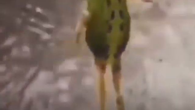 Лягушка танцует смотреть онлайн