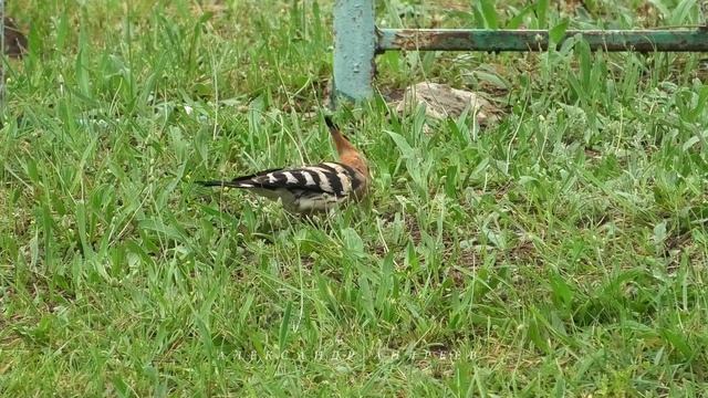 Удоды кормят птенцов. Hoopoes Feed The Chicks.
