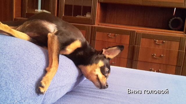 Позы для сна от Тоя или Как спит той-терьер смотреть онлайн