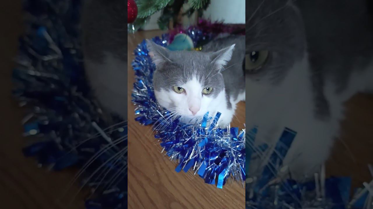 Дед мороз тебя нам подарил! #кот #cat #питомец #мурзик #лайк #котики #приколы #новыйгод #ёлка смотреть онлайн