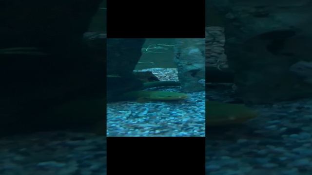 Подводная ящерица смотреть онлайн