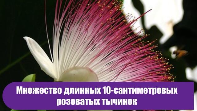10 самых необычных и уникальных цветов в мире! Куда там до них розам и орхидеям смотреть онлайн