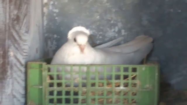 моя голубятня