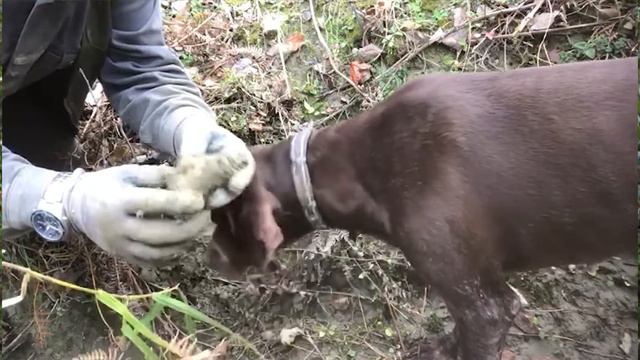 3 Zonat ku gjendet tartufi ne Shqiperi смотреть онлайн
