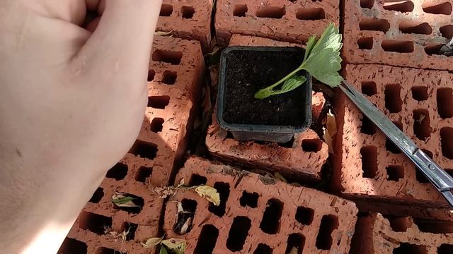 Клубника кассетная рассада, зелёное черенкование , как ? зачем ? .... смотреть онлайн