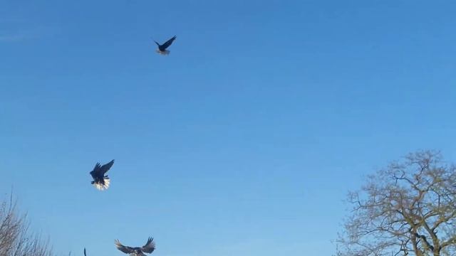 Голуби в полёте смотреть онлайн