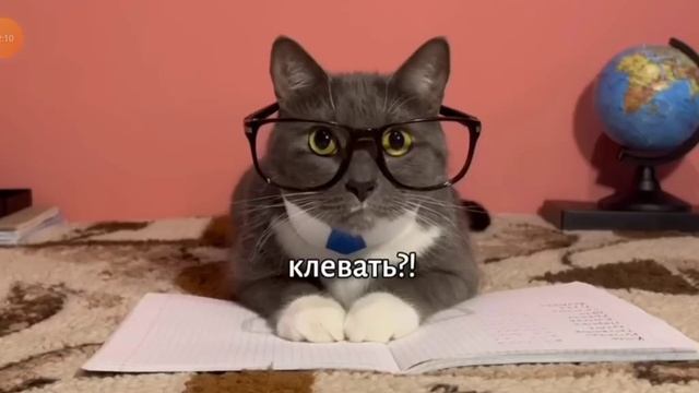 котики в школе смотреть онлайн