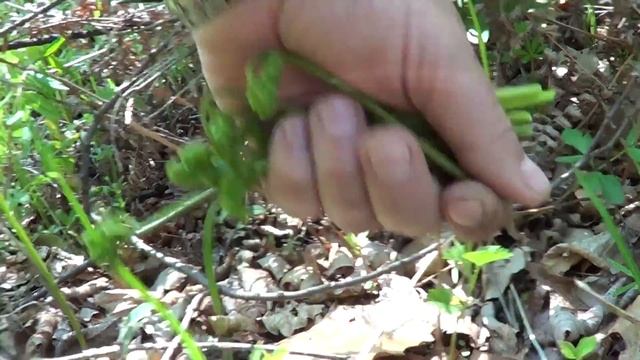 Собираем, заготавливаем папоротник Орляк смотреть онлайн