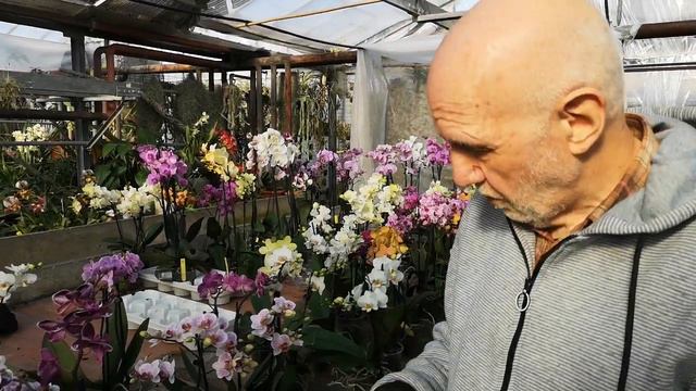 orchidee con foglie gialle, molli e cadenti, LE DOMANDE PIU' FREQUENTI, video n°4 di 9 смотреть онлайн
