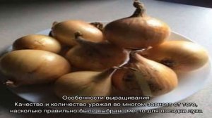 Высокоурожайный зимний сорт лука «Радар»