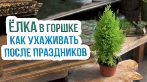 Какие хвойные можно выращивать в горшках? Хвойные растения у вас дома