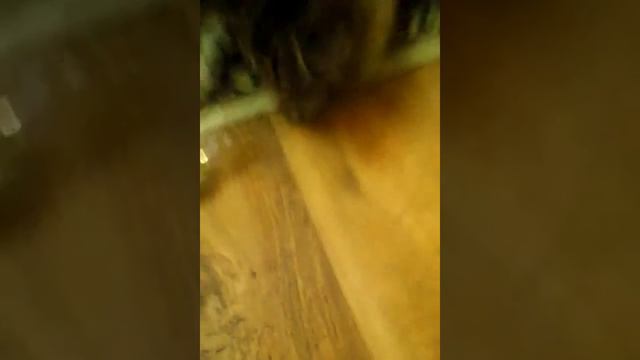 Копия видео "кошка пьёт валерьянку" смотреть онлайн