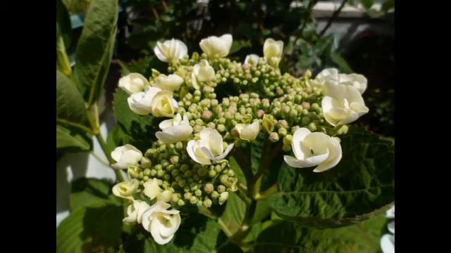 Hydrangeas: Being Simply Beautiful! 🌼 #Hydrangea Flowers, Awesome! 💝 смотреть онлайн