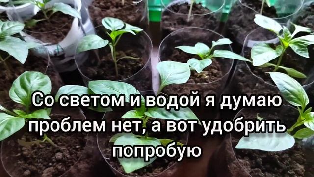 3 причины почему скручиваются листья у рассады перца смотреть онлайн