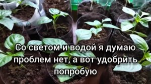 3 причины почему скручиваются листья у рассады перца