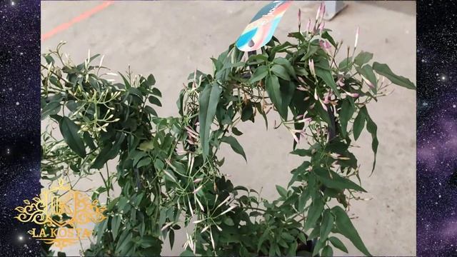 Жасмин Полиантум Многоцветковый арка смотреть онлайн